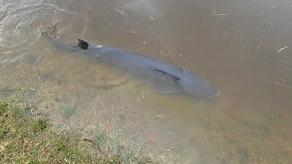 VIDEO: Sturgeon swim through flooded parking lot near Wisconsin's Wolf River