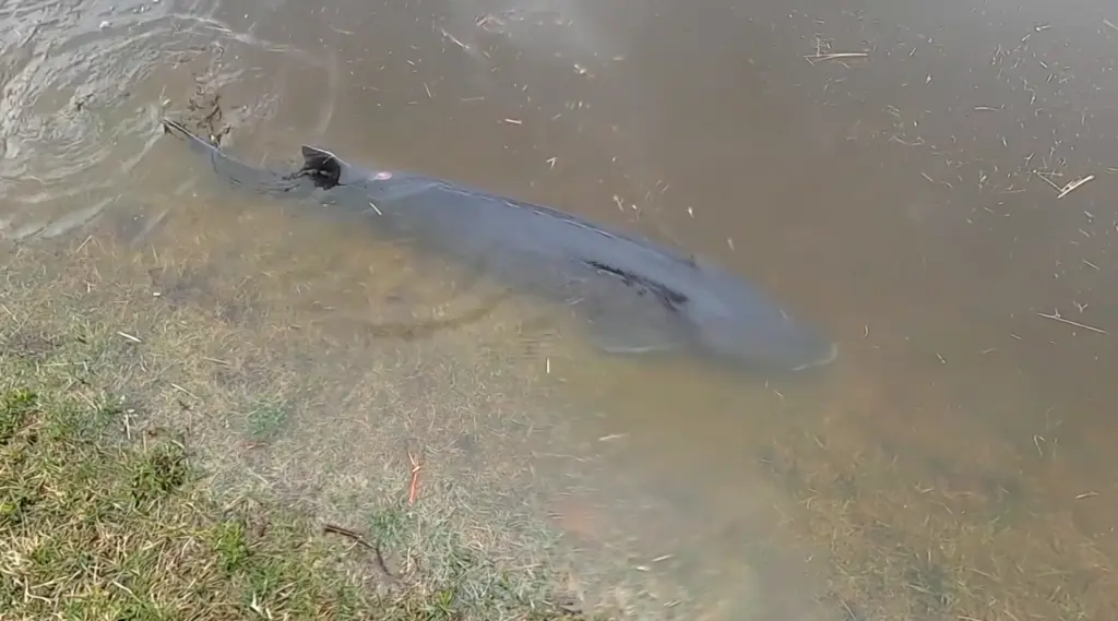 VIDEO: Sturgeon swim through flooded parking lot near Wisconsin's Wolf River
