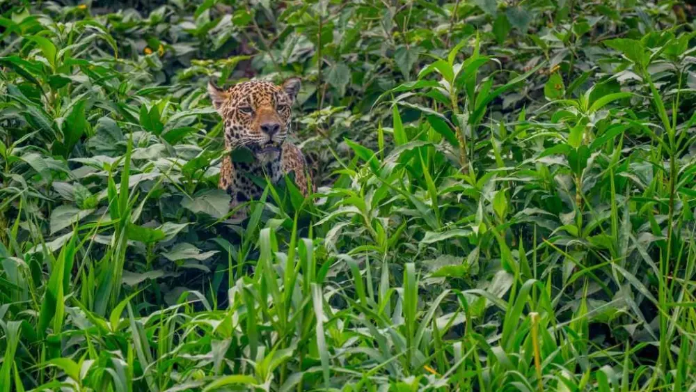 Near-mythical 'cloud jaguar' spotted for first time in 10 years