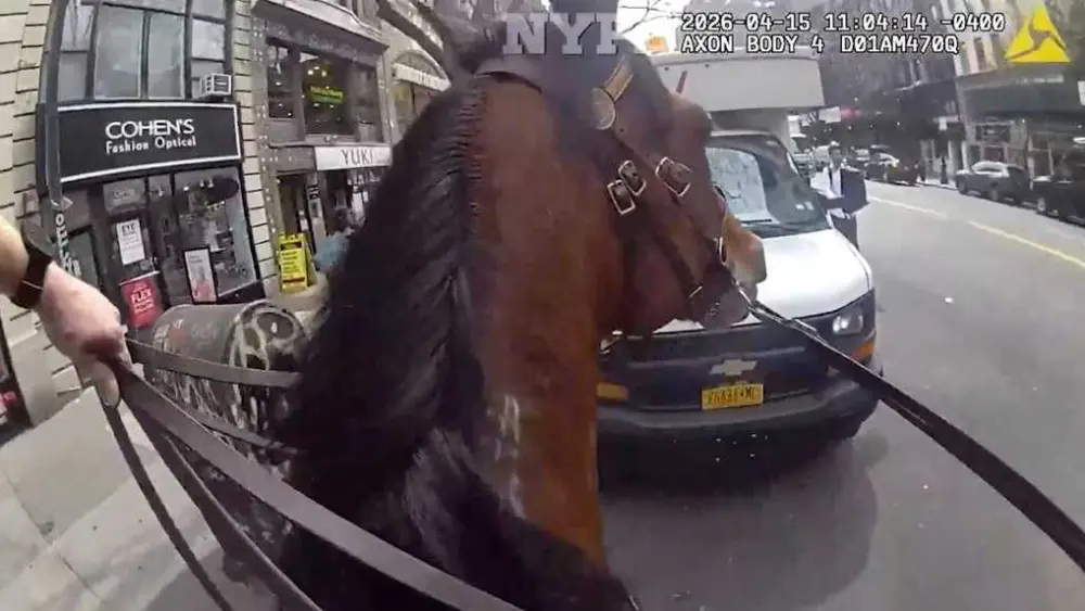WATCH: Mounted NYPD officer and his horse corner suspected purse snatcher