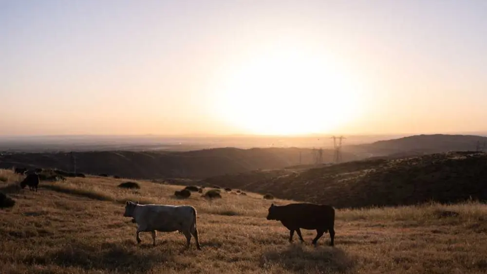 Could more cattle cause record beef prices to drop? Ranchers say it's not that simple