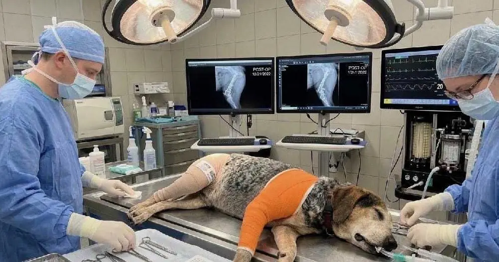 AI missing dog scam could involve several states