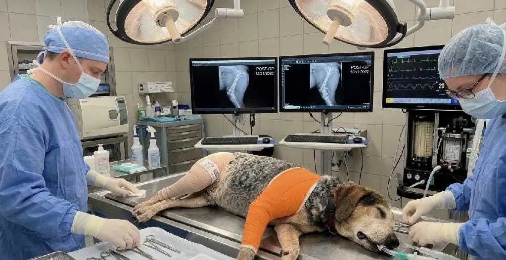 AI missing dog scam could involve several states