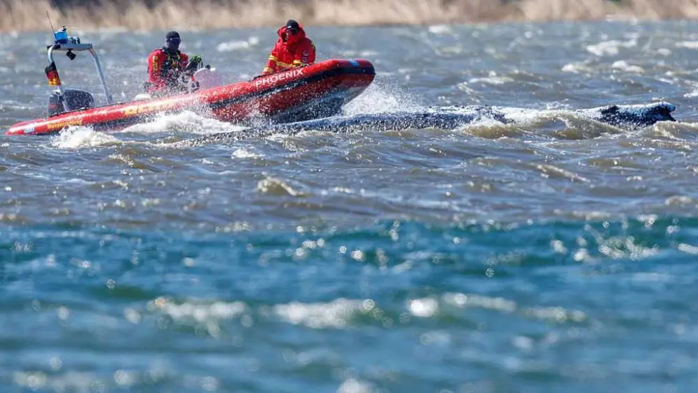 Here's what to know about Timmy, the humpback whale that's sick and stranded in the Baltic Sea