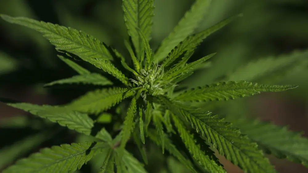 Trump moves state-licensed medical marijuana to same federal category as some painkillers