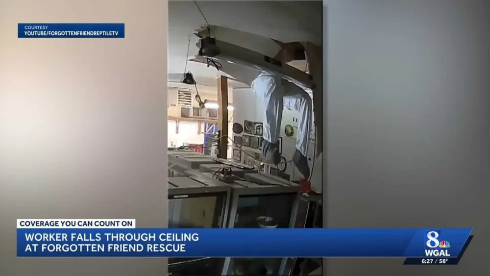 Wild video: Worker falls through ceiling into reptile rescue, dangles above snake cages