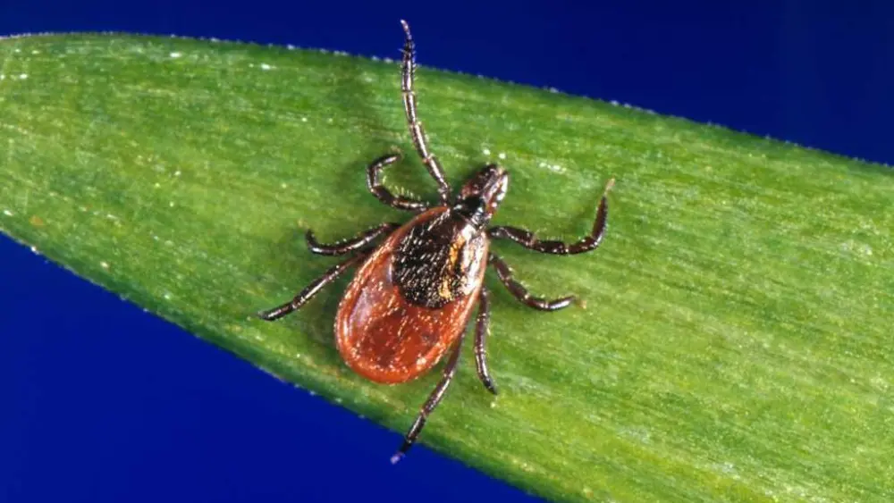 Tick season seems to be off to a fast start, and some experts worry about future illnesses