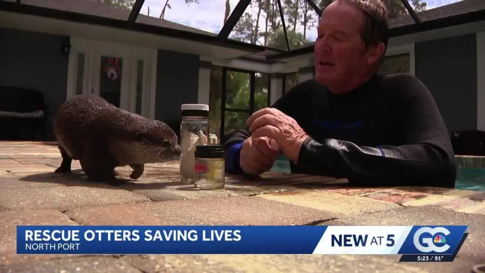 Meet Splash, the search-and-rescue otter diving into cold cases and missing persons searches