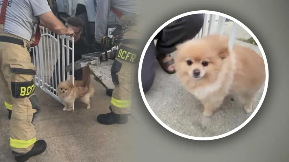 Pomeranian gets stuck in baby gate. Firefighters free him with 'Jaws of Life'