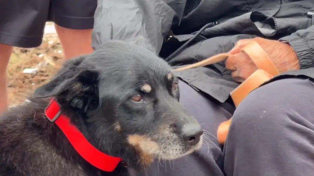 Dog survives 44 hours in rubble after EF-4 tornado levels homes in Oklahoma