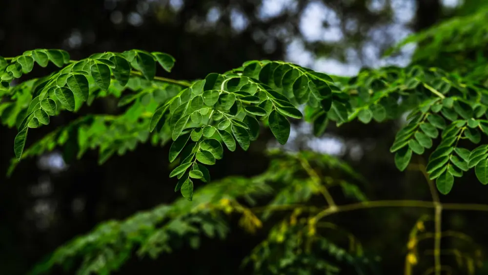This 'miracle tree' can filter more than 98% of microplastics from tap water