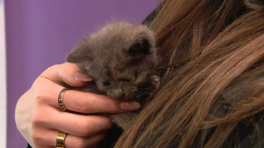 Kittens rescued from Pittsburgh-area U.S. Steel plant property are recovering