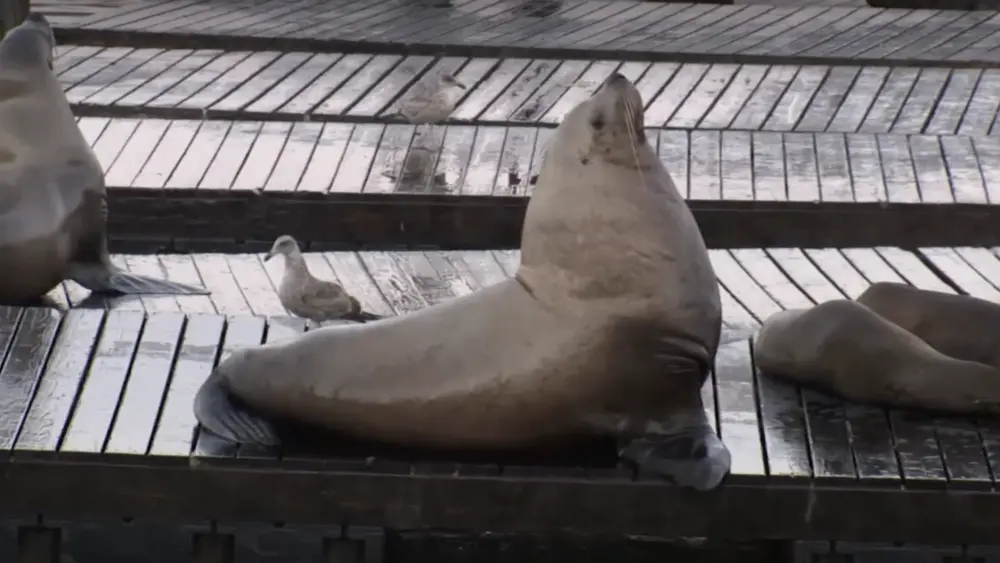 Chonkers the 2,000-pound sea lion captures hearts on San Francisco pier