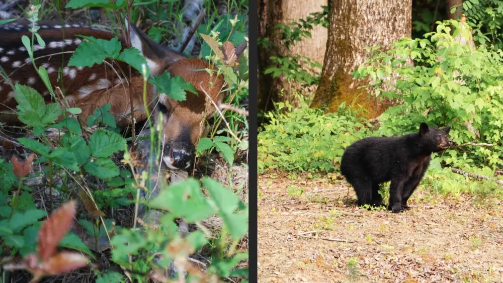 'Kidnapping wildlife is illegal': SC wildlife officials say leave lone fawns, bear cubs alone