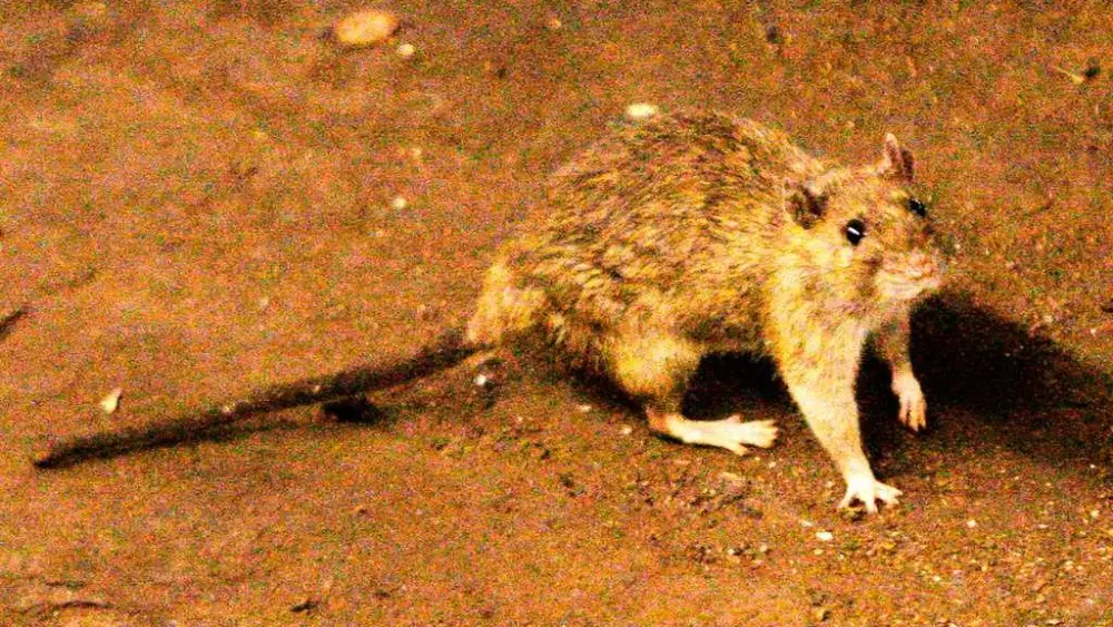 Suspected hantavirus outbreak kills 3 people on cruise ship in Atlantic Ocean