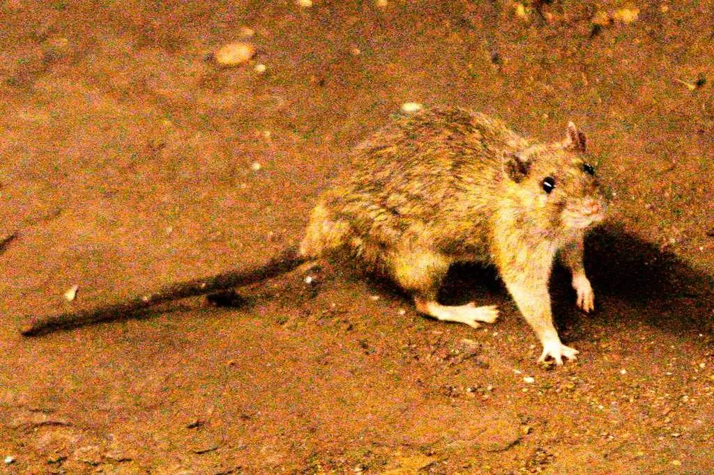 Suspected hantavirus outbreak kills 3 people on cruise ship in Atlantic Ocean