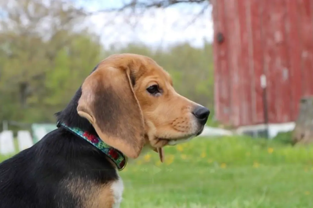 1,500 beagles to be rescued from research facility and rehomed
