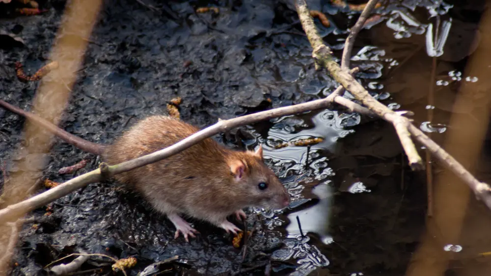 What diseases do rats carry? Pest control experts explain how to keep yourself safe