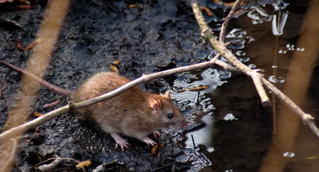 What diseases do rats carry? Pest control experts explain how to keep yourself safe