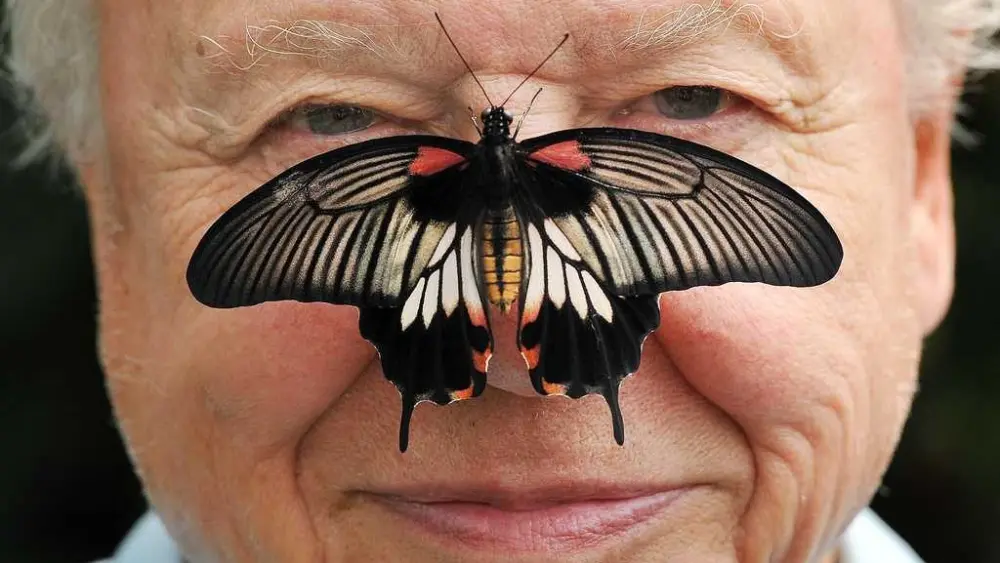 David Attenborough, the excited but hushed voice of nature programs, turns 100