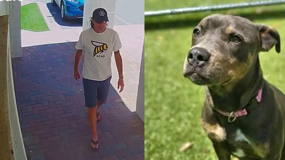 Where is Brisket? Video shows man stealing dog from Savannah animal shelter