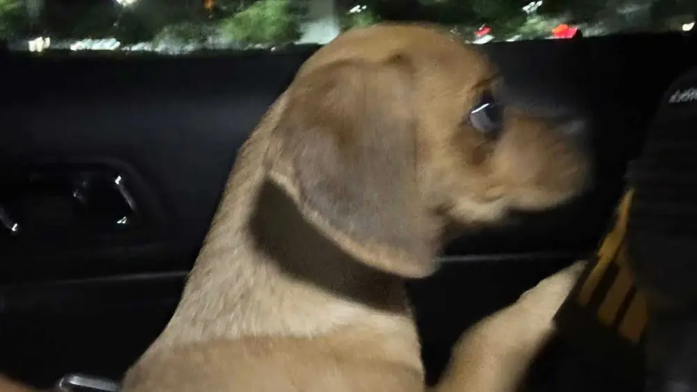 Puppy rescued after deputies say Florida man strangled dog that tested positive for cocaine
