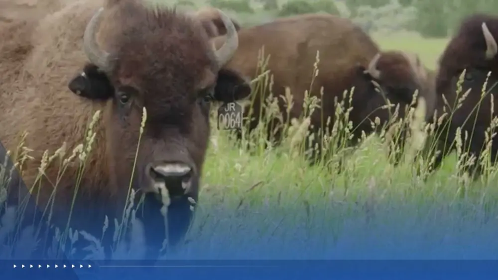 Hundreds of bison could be evicted from federal grasslands in Montana