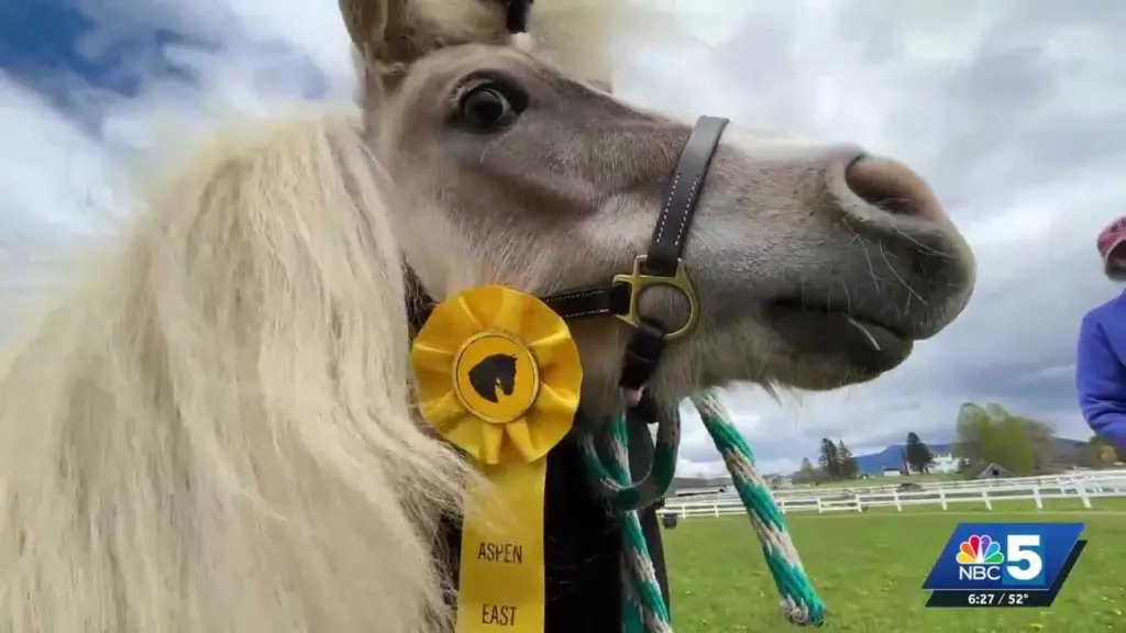 Meet the miniature horses who escaped and wandered into a local road race in Vermont