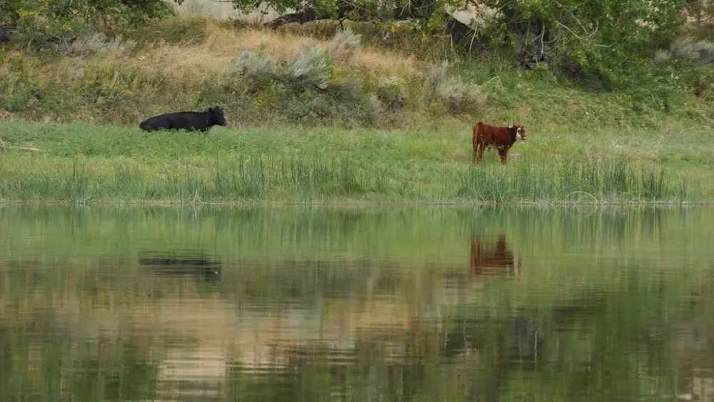 Trump administration cancels rule that made conservation a 'use' of public lands