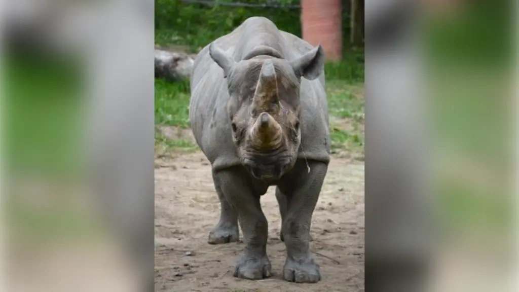 Zoo transfers critically endangered black rhino for breeding
