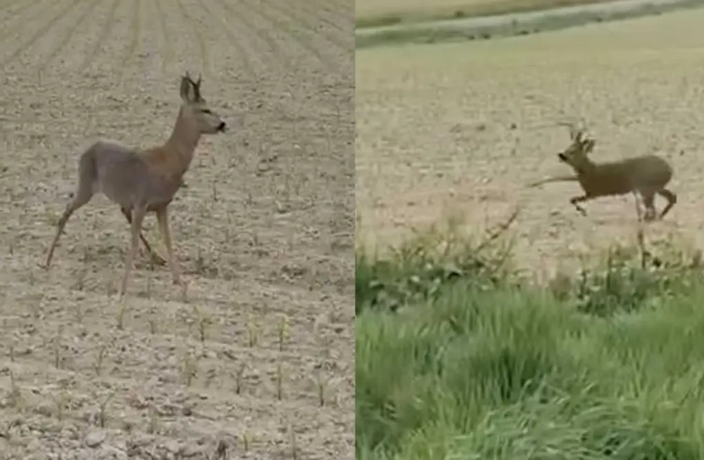 Beware of drunk deer, police warn, announcing season of inebriation