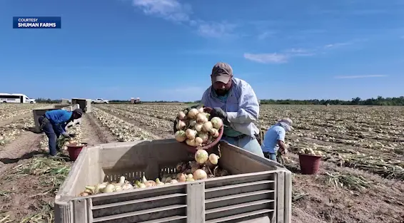Savannah chefs spotlight Vidalia onions in limited-time dishes