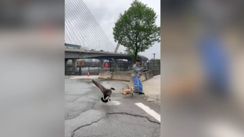 Puppy wins hearts after viral goose attack caught on video