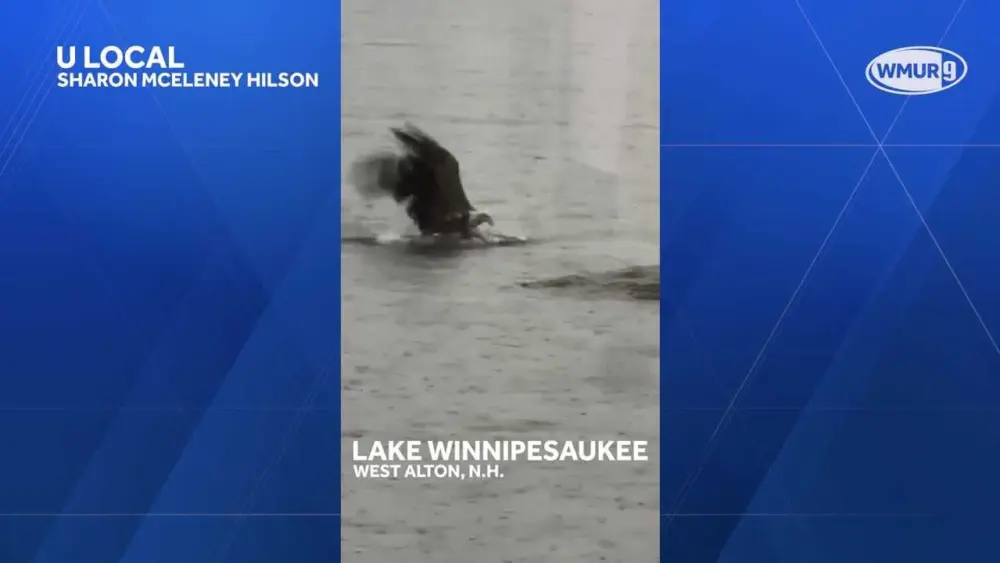 Caught on camera: Bald eagle seen swimming in a lake to catch its prey