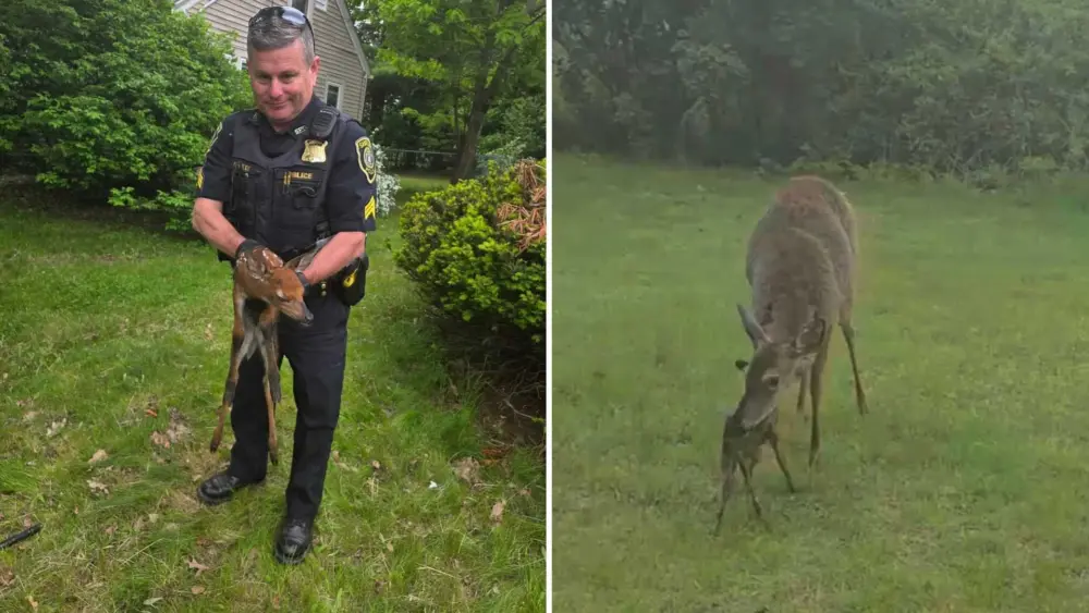 Officers rescue fawn from basement of burned-out home
