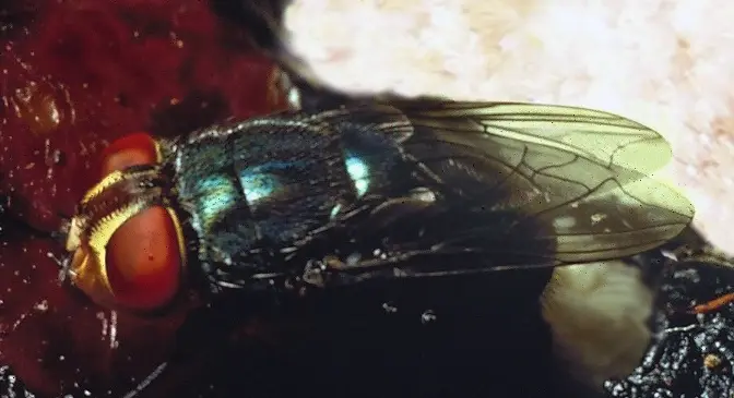 Officials testing for potential case of flesh-eating insect in the US: What to know