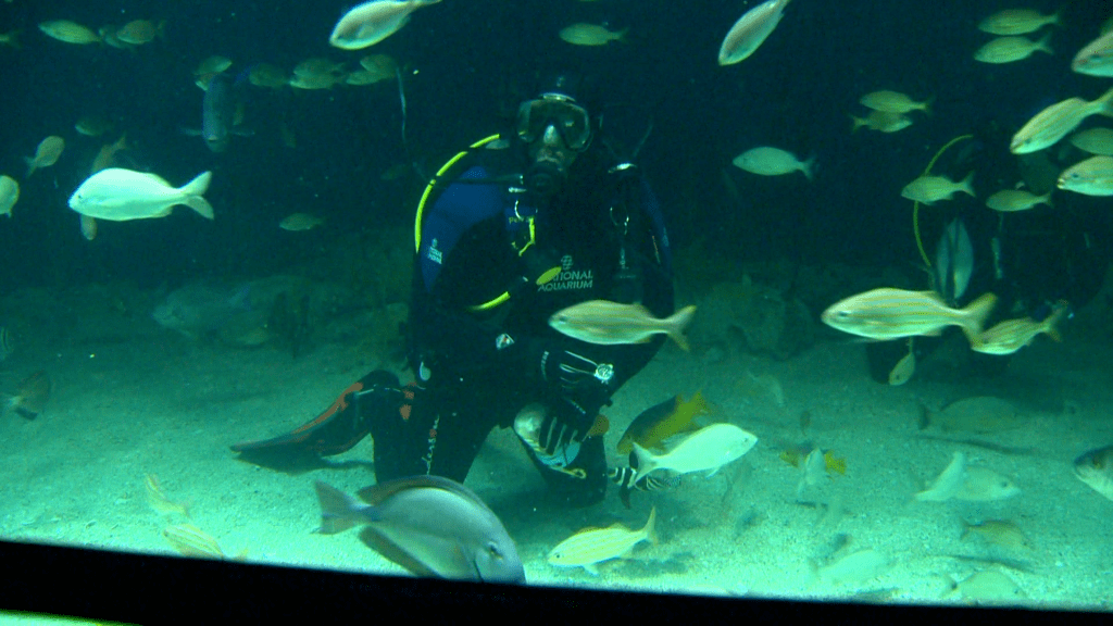 aquariumscubadiver-6671bab38b6bd333664