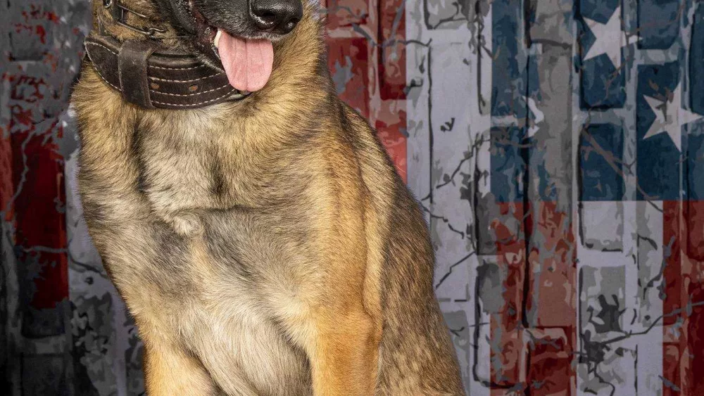 k9-wick-2-66743e8dd9fb7552415