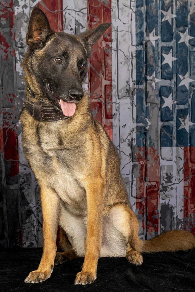 k9-wick-2-66743e8dd9fb7552415
