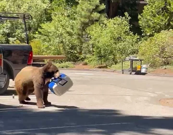 bear-steals-cooler-barry-meidinger-00-00-12-08-still001-6671dd0d21c25381512