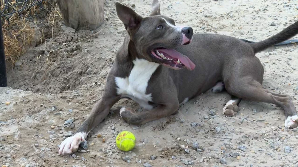 6-24-24-pit-bulls-667a30ac28221808045