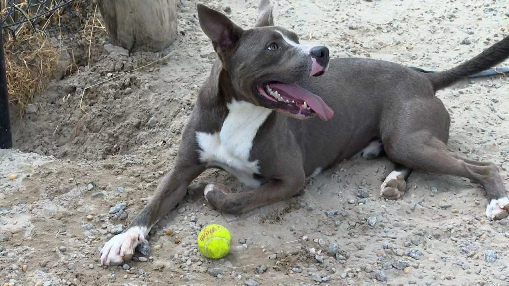 6-24-24-pit-bulls-667a30ac28221808045