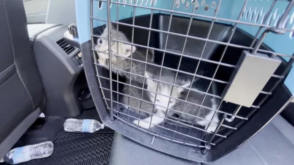 kitten-rescue-las-vegas0-667af502b7bce984267