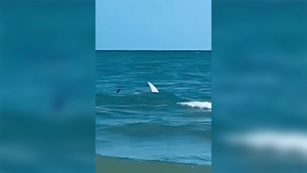 shark-667c84fef3026215616