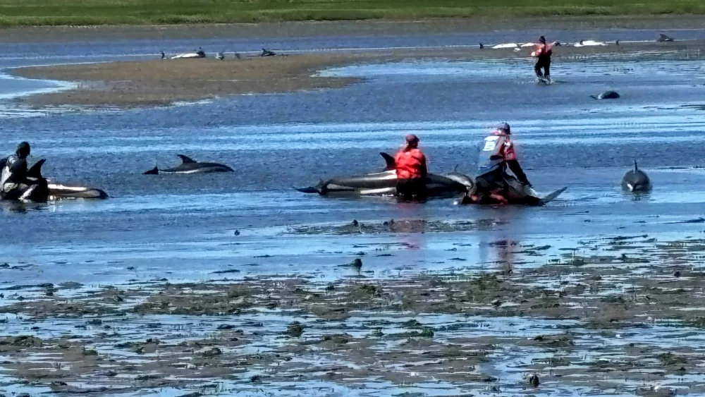 wellfleet-stranded-dolphins-667edcb68d5cb848856
