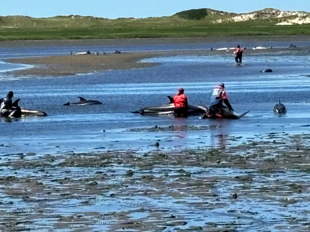wellfleet-stranded-dolphins-667edcb68d5cb848856