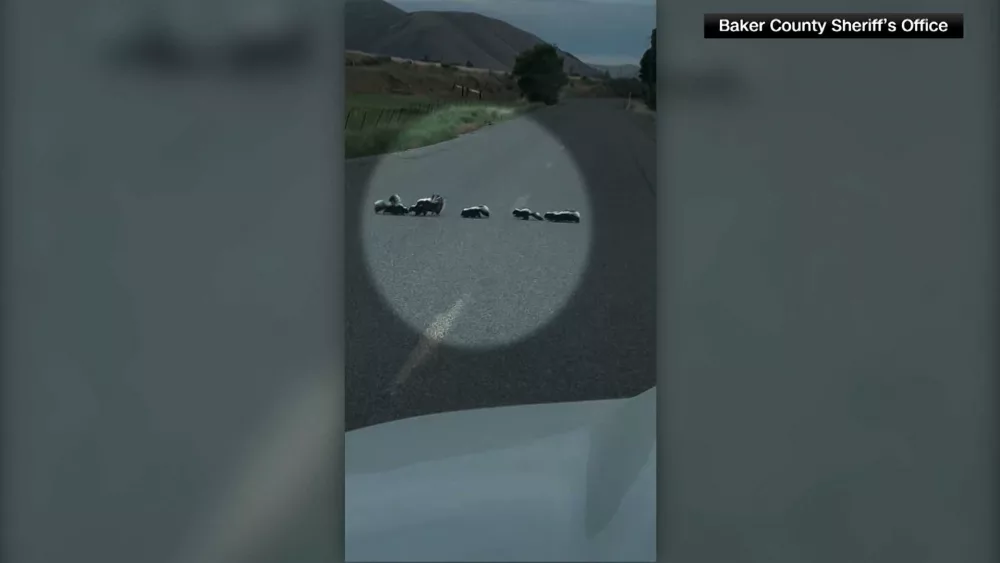 bhdp-we-002sa-or-skunk-mother-wra-0ff7521a-5ade-4729-b915-57e9f9e08335-mpg-00-00-01-22-still001-6681ea2896931535394