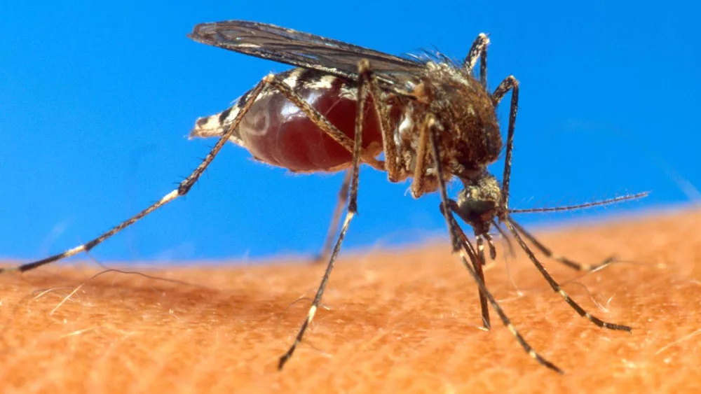 cop-mosquito02-01-02-2009-rpf2a08-1562163024133305