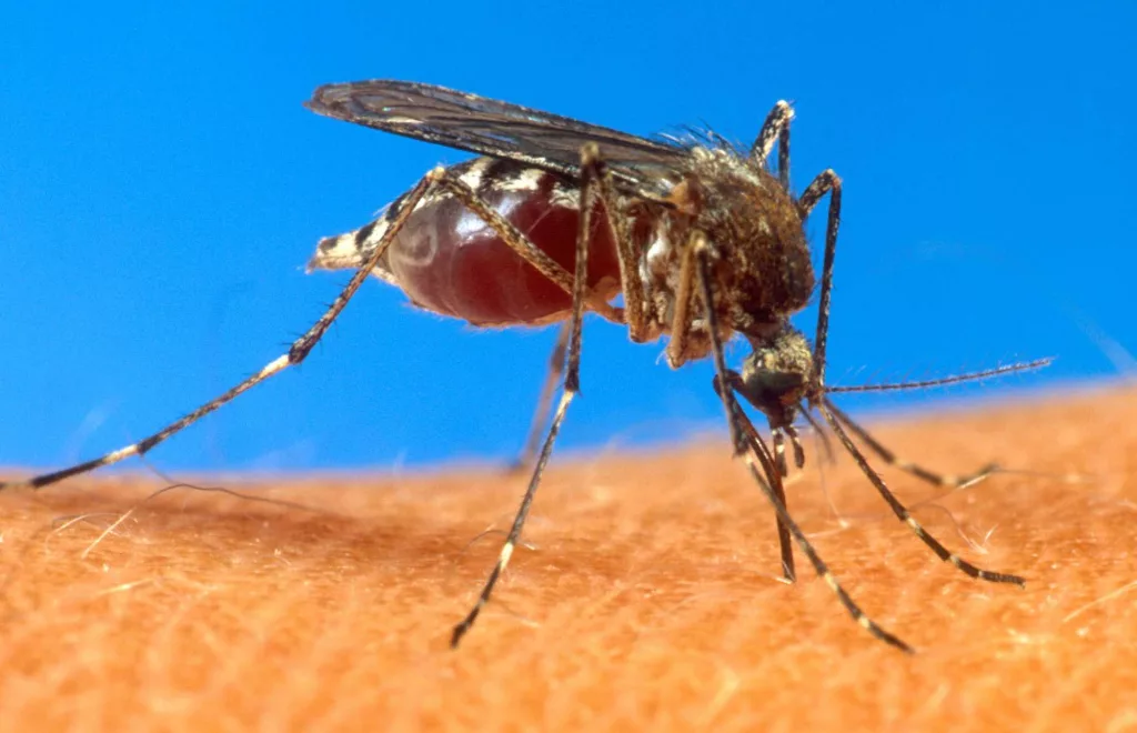 cop-mosquito02-01-02-2009-rpf2a08-1562163024133305