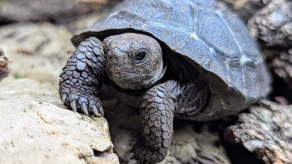 Rare Volc﻿﻿﻿án Alcedo giant tortoises born at Oklahoma zoo | Bob 106.9 ...